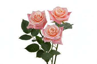 compare product Roses Medium Pink Miss Piggy 50cm