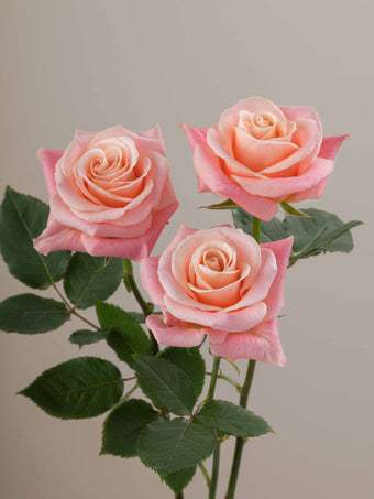 compare product Roses Medium Pink Miss Piggy 40cm