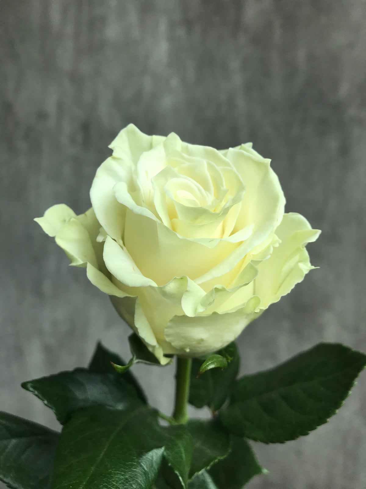 MONDIAL White Rose 100