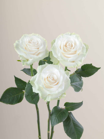 compare product Roses White Mondial 60cm