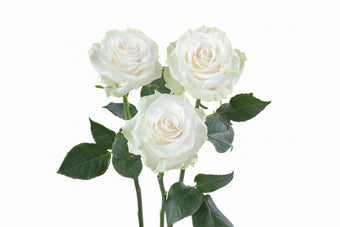 compare product Roses White Mondial 50cm