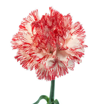 compare product Carnation Fancy Peppermint