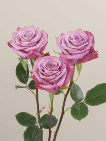 compare product Roses Lavender Moody Blues 60cm