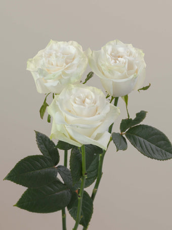 compare product Roses White Moonstone 70cm