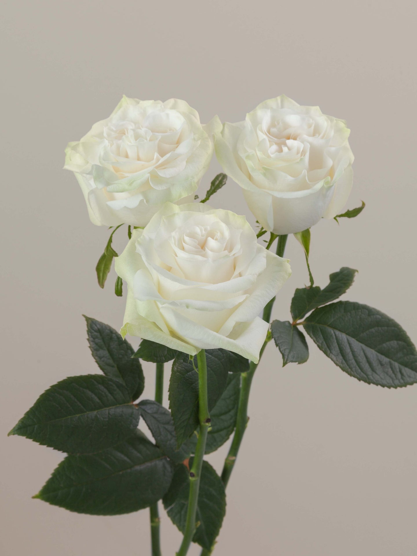 Moonstone_Rose_Trio_View_Rosaprima.jpg