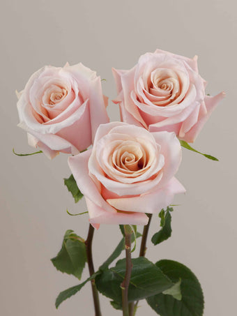 compare product Roses Light Pink Mother of Pearl 70cm