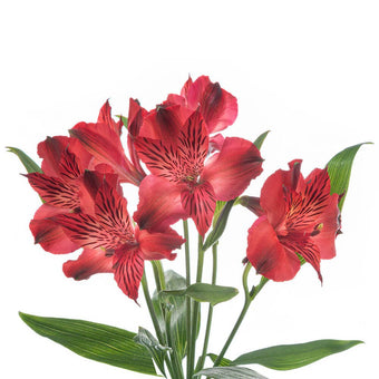 compare product Alstroemeria Super Select Red Natalya