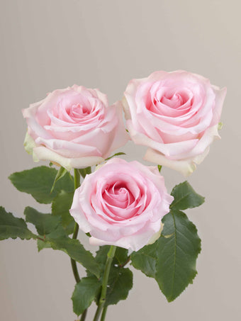 compare product Roses Light Pink Nena 40cm