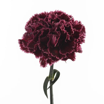 compare product Carnation Fancy Novelty Burgun Nobbio Black Heart