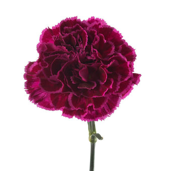 compare product Carnation Fancy Novelty Purple Nobbio Violet