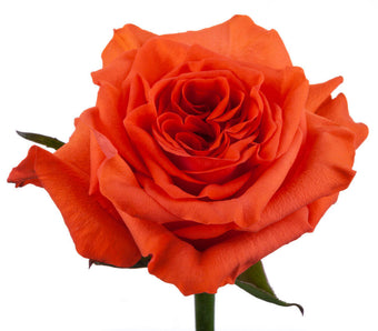 compare product Ah!Maze Roses 50cm Orange Orange Enigma