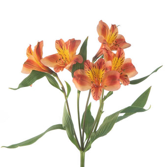 compare product Alstroemeria Select Orange Orange Queen