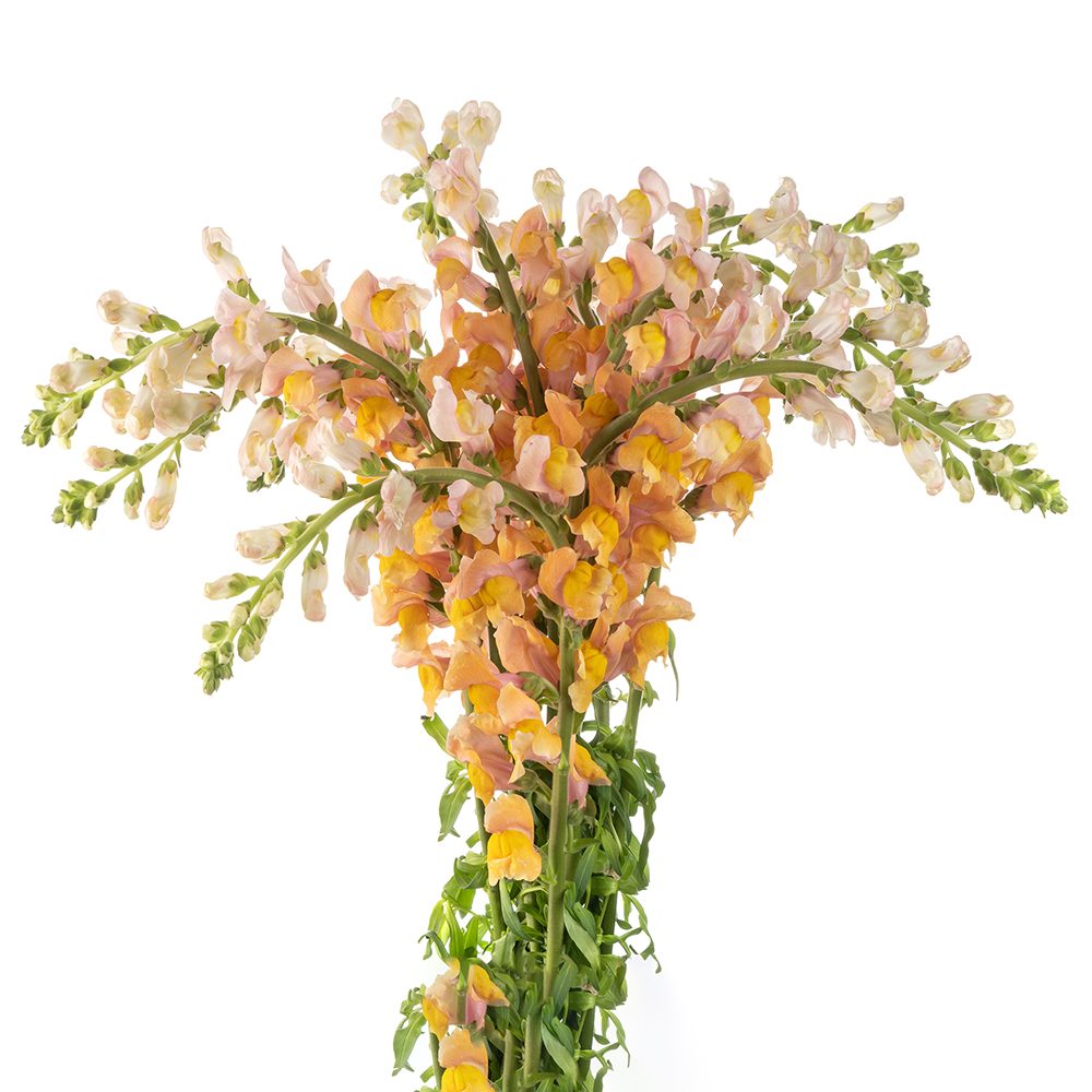 ORANGE-SNAPDRAGON-1-oqtw9qxu6mh4zld7lk2qjybh0h0th0w9pi9rwqla8g.jpg