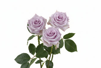 compare product Roses Lavender Ocean Song 50cm