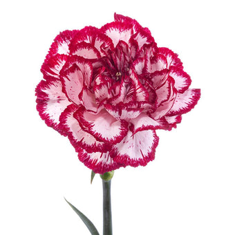 compare product Carnation Fancy Novelty Burgundy Olympia