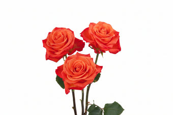 compare product Roses Orange Orange Crush 50cm