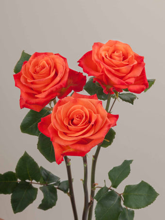 compare product Roses Orange Orange Crush 60cm