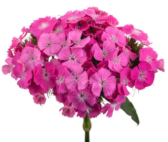 compare product Dianthus Ball Dark Pink