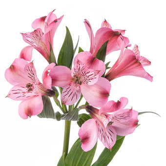 compare product Alstroemeria Super Select Dark Pink Peace