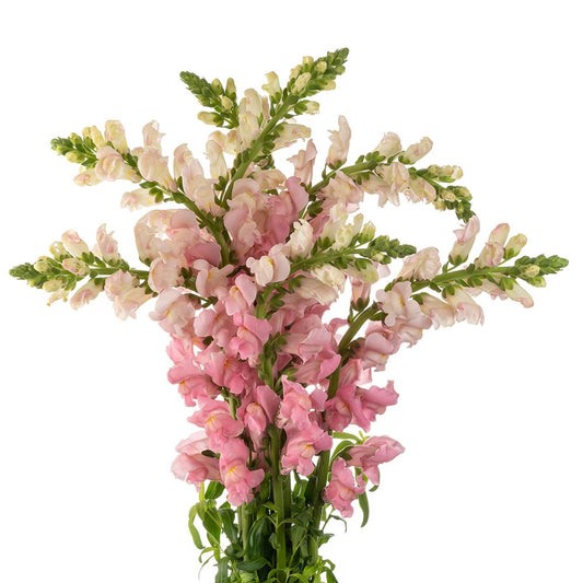 PINK-SNAPDRAGON-1-oqtw9qxu6mh4zld7lk2qjybh0h0th0w9pi9rwqla8g.jpg