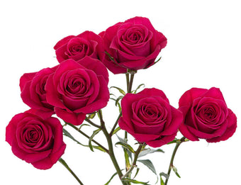 compare product Spray Rose 50cm Dark Pink Pink Yoyo
