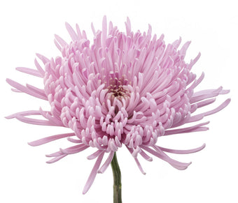 compare product Spider Lavender