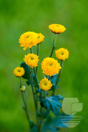 Pompoms Yellow Paintball Buttons