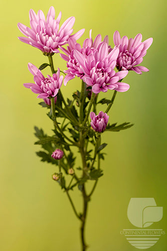 Pompoms Pink Veronica Cushion