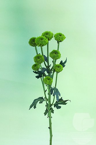 Pompoms Green Whatsapp Buttons