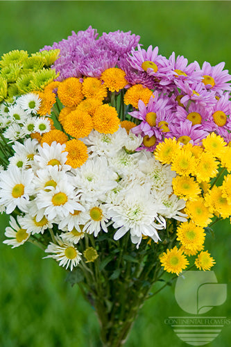 compare product Pompoms Assorted - Cdn