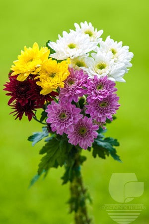 compare product Pompoms Assorted - Cushion