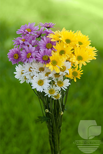 Pompoms Assorted - Daisy