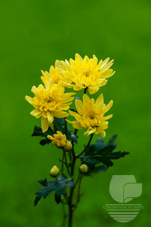 Pompoms Yellow Zembla Cushion