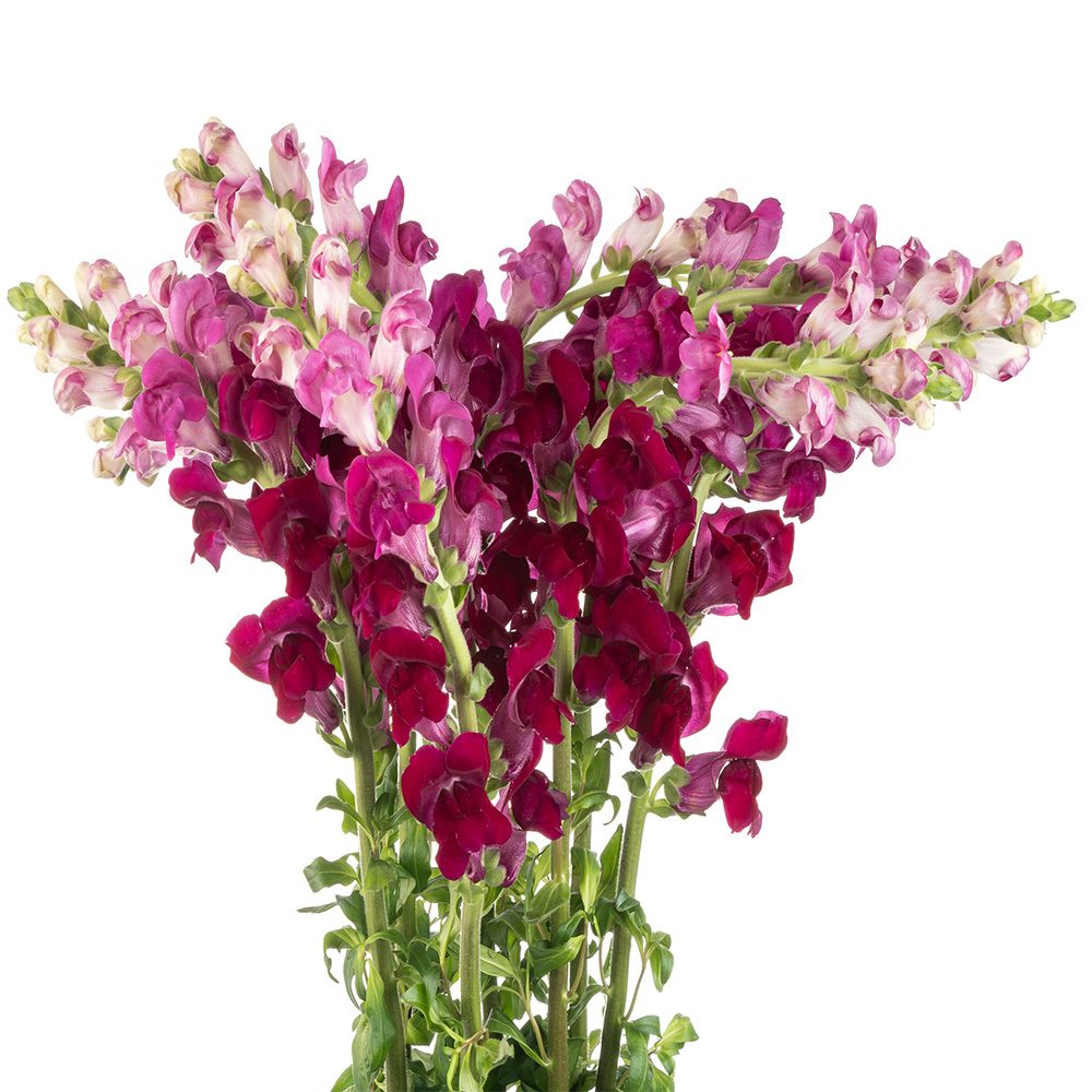 PURPLE-SNAPDRAGON-1-oqtw9qxu6mh4zld7lk2qjybh0h0th0w9pi9rwqla8g.jpg