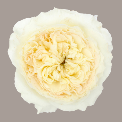 Garden Rose D.A.G.R. Patience White 40 Cm