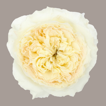 compare product Garden Rose D.A.G.R. Patience White 40 Cm