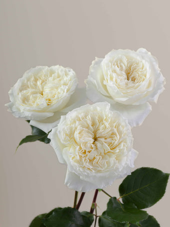 compare product Roses Cream Patience 40cm