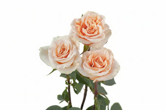 compare product Roses Peach Phoenix 50cm