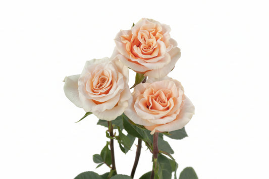 Phoenix_Rose_Trio_View_Rosaprima_WEB_2025-10-24-145404_ulri.jpg
