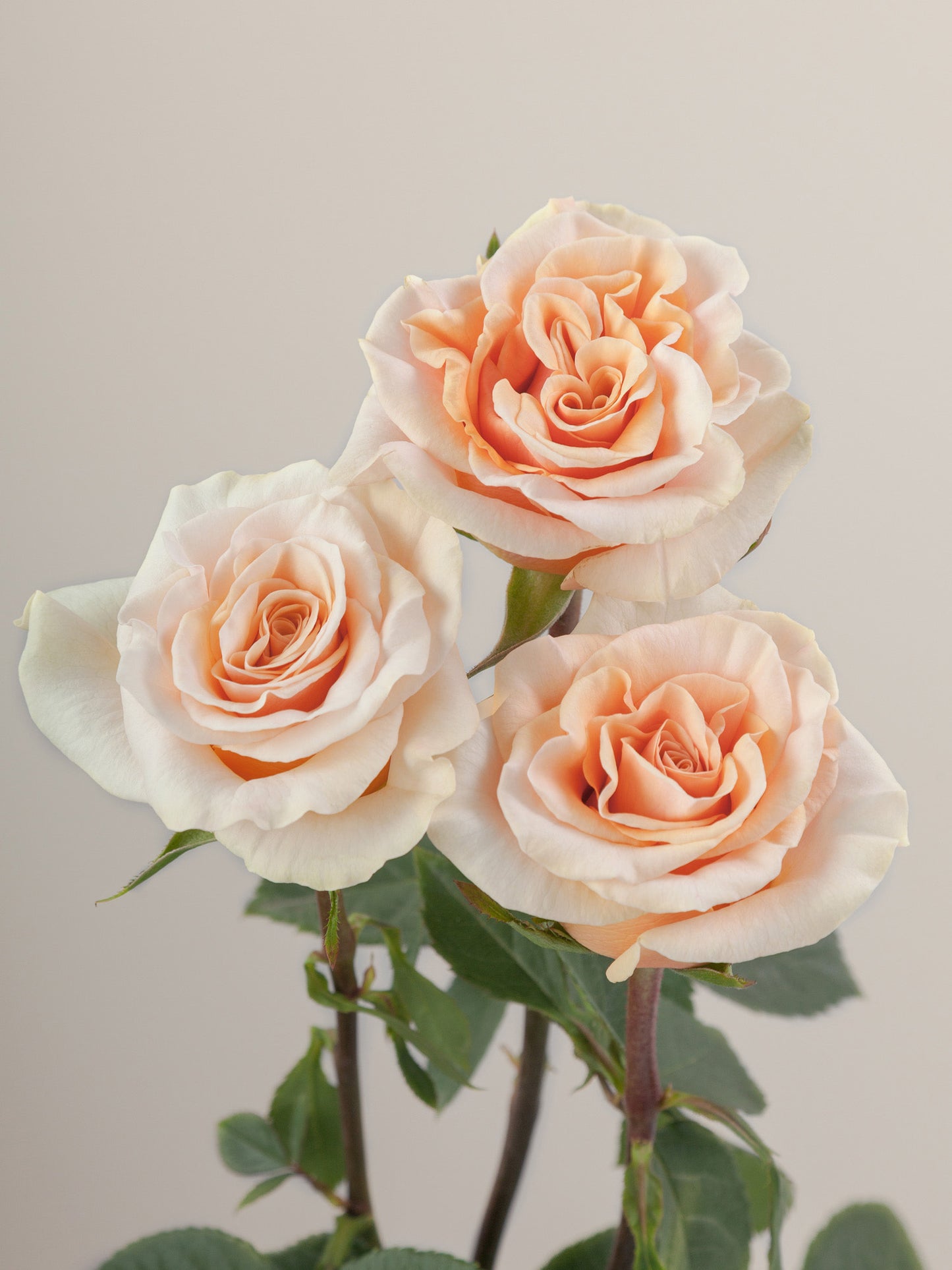 Phoenix_Rose_Trio_View_Rosaprima_WEB_2025-10-24-145404_ulri.jpg