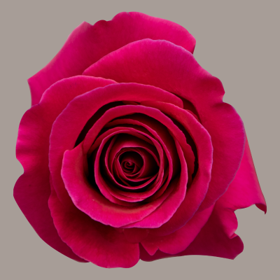 Color Roses Pink Floyd Pink Hot 60 Cm
