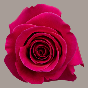 compare product Color Roses Pink Floyd Pink Hot 60 Cm