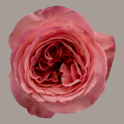 Garden Rose Pink X-pression Pink 50 Cm