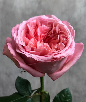 compare product PINK X-PRESSION Pink Rose 50