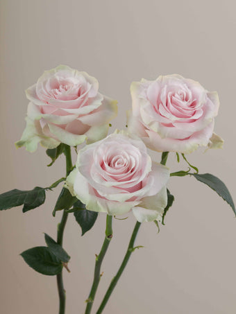 compare product Roses Light Pink Pink Mondial 70cm