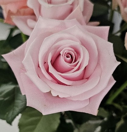 PINKY PROMISE Light Pink Rose 40