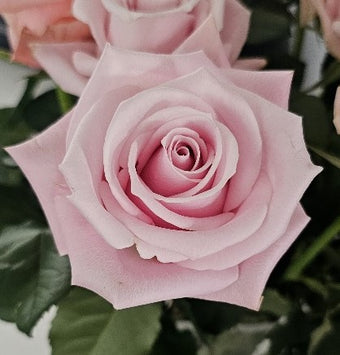 compare product PINKY PROMISE Light Pink Rose 40