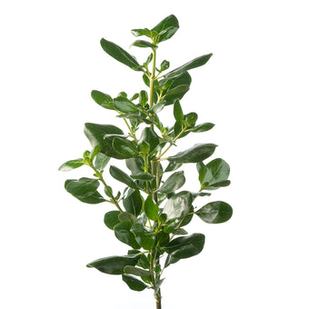 compare product Greens Green Brillantina