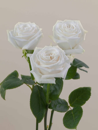 compare product Roses White Playa Blanca 80cm