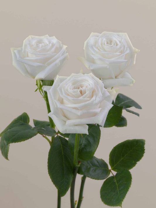 Playa_Blanca_Rose_Trio_View_Rosaprima.jpg